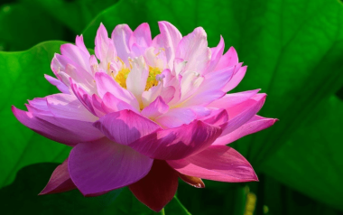 Hoa sen tươi giá bao nhiêu tiền 1 bông, 1 bó? 