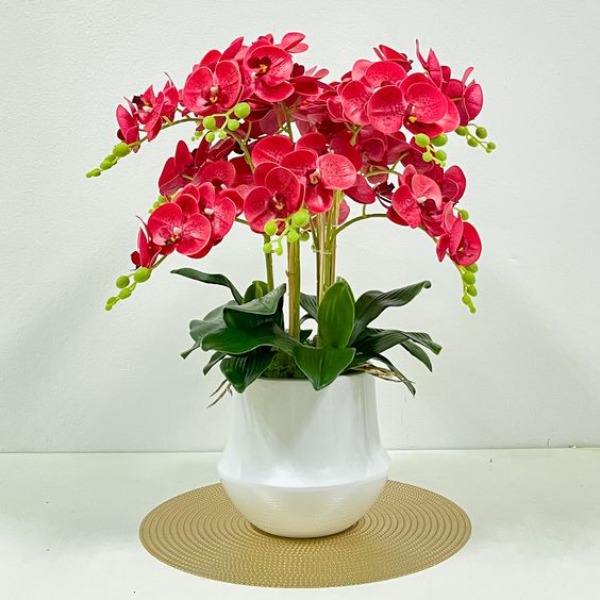 Mua lan hồ điệp chính hãng tại Lan Hồ Điệp Hà Nội Orchids