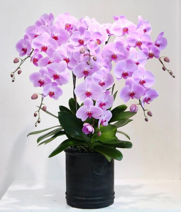 Hoa Yêu Thương là thương hiệu điện hoa nổi tiếng tại Hà Nội