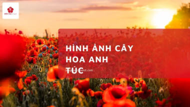 Hình Ảnh Cây Hoa Anh Túc: Vẻ Đẹp Huyền Bí & Quyến Rũ