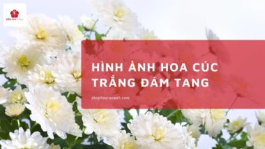 Hình Ảnh Hoa Cúc Trắng Đám Tang Trang Nghiêm & Ý Nghĩa