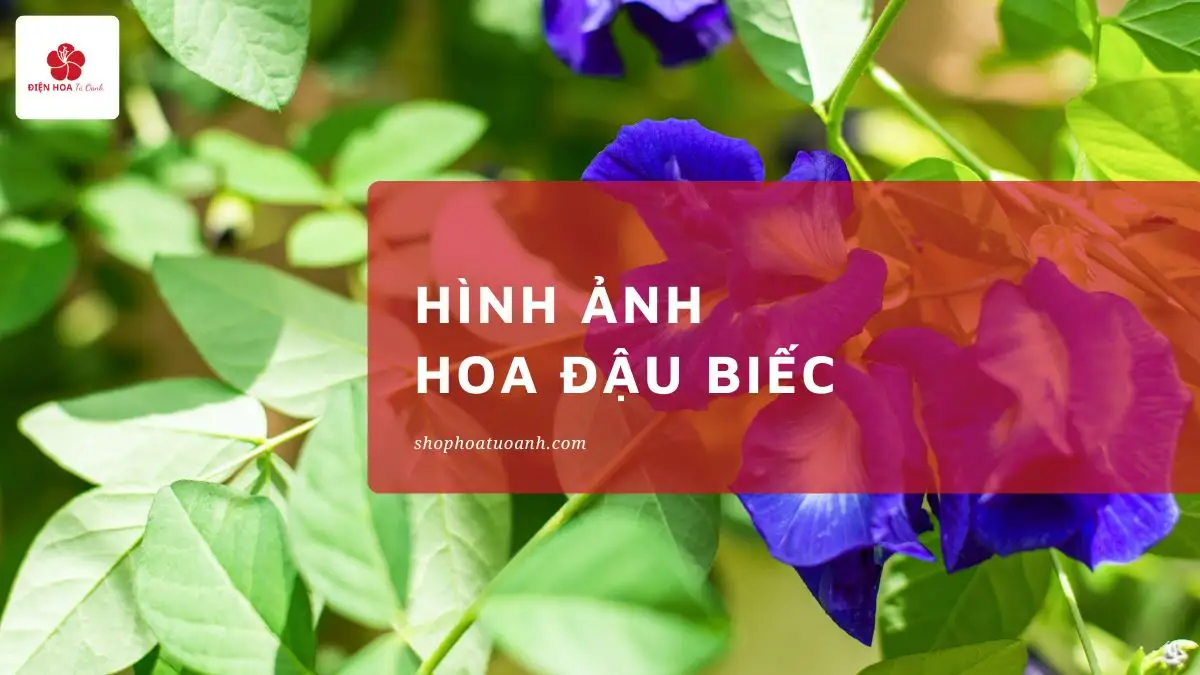 99+ Hình Ảnh Hoa Đậu Biếc Đẹp, Huyền Bí & Ý Nghĩa