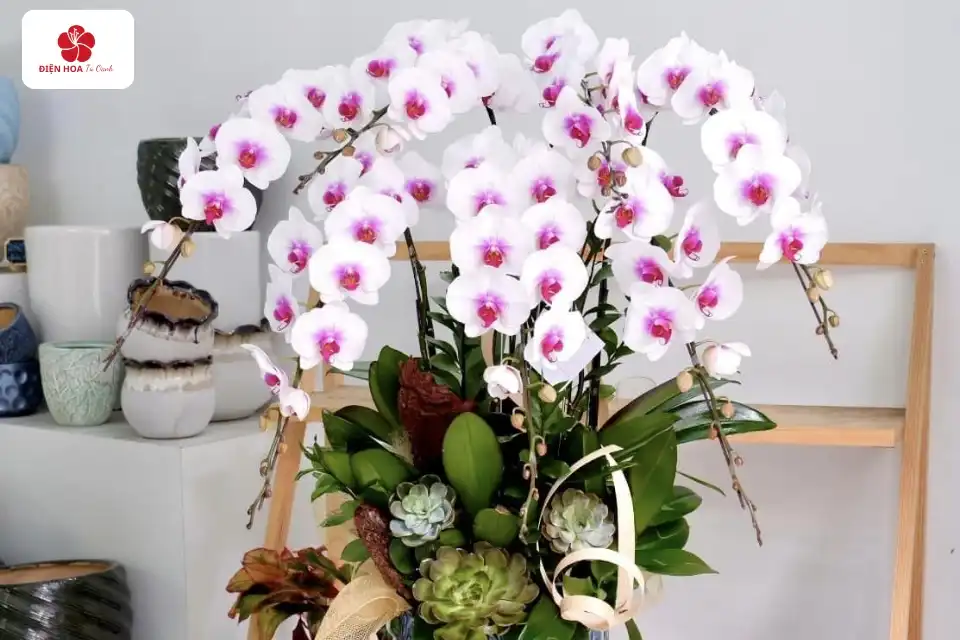 Hoa lan hồ điệp tại shop điện hoa Tú Oanh