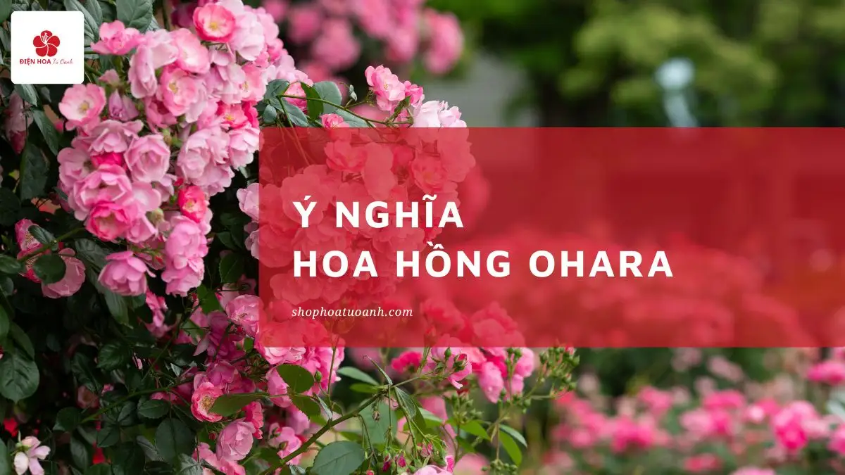 Ý Nghĩa Hoa Hồng Ohara: Biểu Tượng của Tình Yêu và Sự Sang Trọng