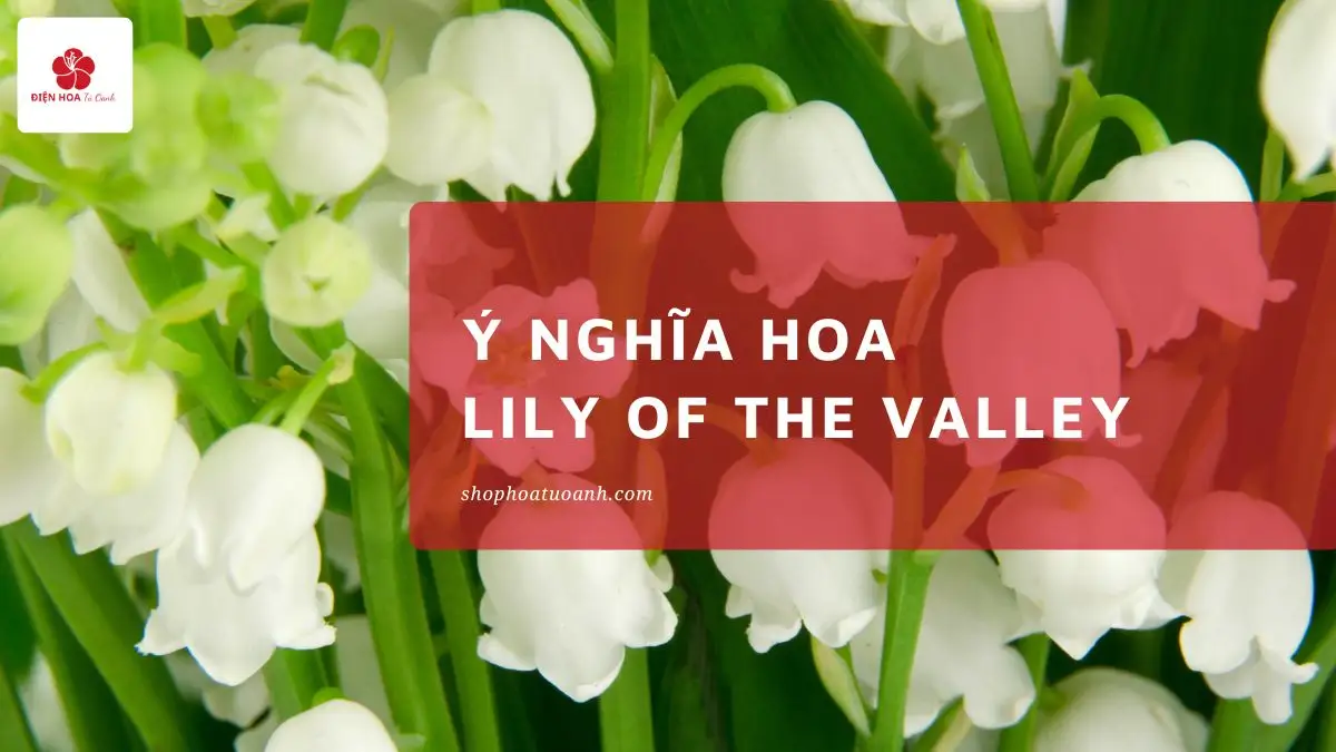 Ý Nghĩa Hoa Lily of the Valley: May Mắn & Hạnh Phúc