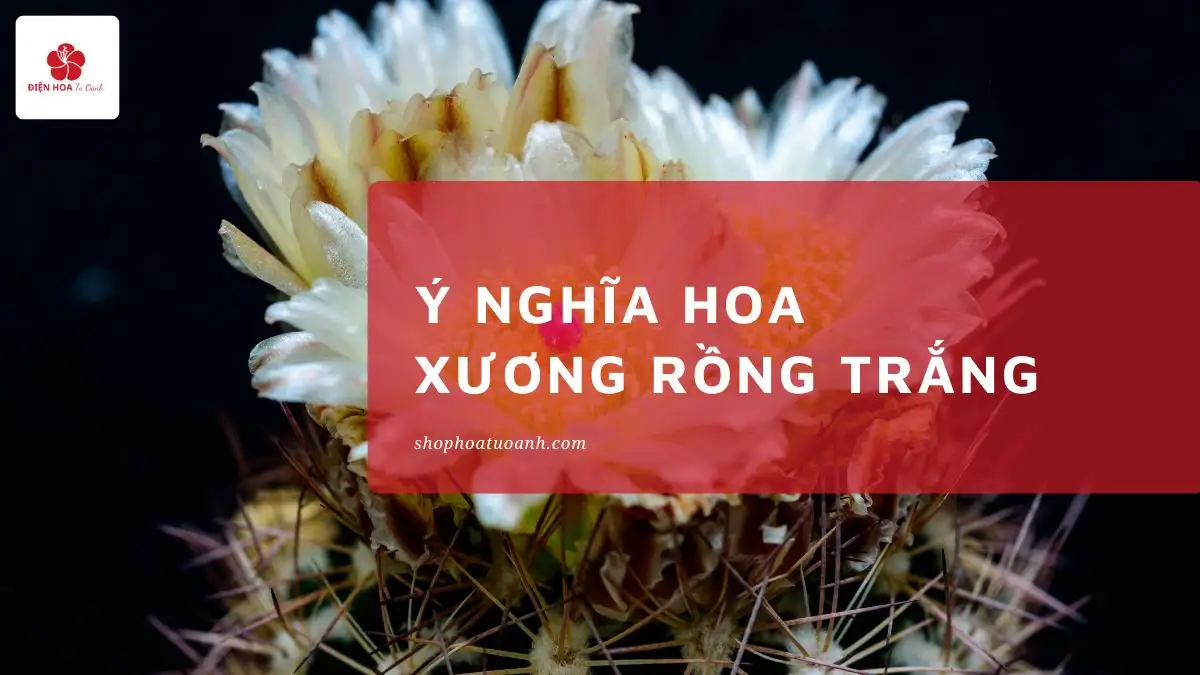 Ý Nghĩa Hoa Xương Rồng Trắng: Biểu Tượng Sức Mạnh Và Tình Yêu Thanh Khiết