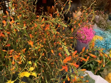 Ý Nghĩa Hoa Dơn Lúa (Lay Ơn): Biểu Tượng & Phong Thủy