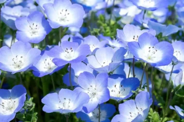 Tìm Hiểu Ý Nghĩa Hoa Nemophila – Baby Blue Eyes