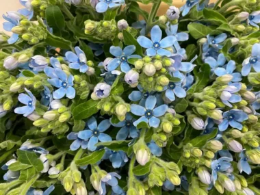 Ý nghĩa Hoa Sao Xanh – Biểu tượng Tình Yêu Vĩnh Cửu