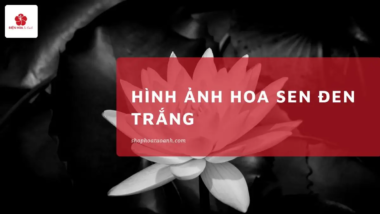 30 Hình ảnh hoa Sen đen trắng đẹp, tinh khôi, thuần khiết