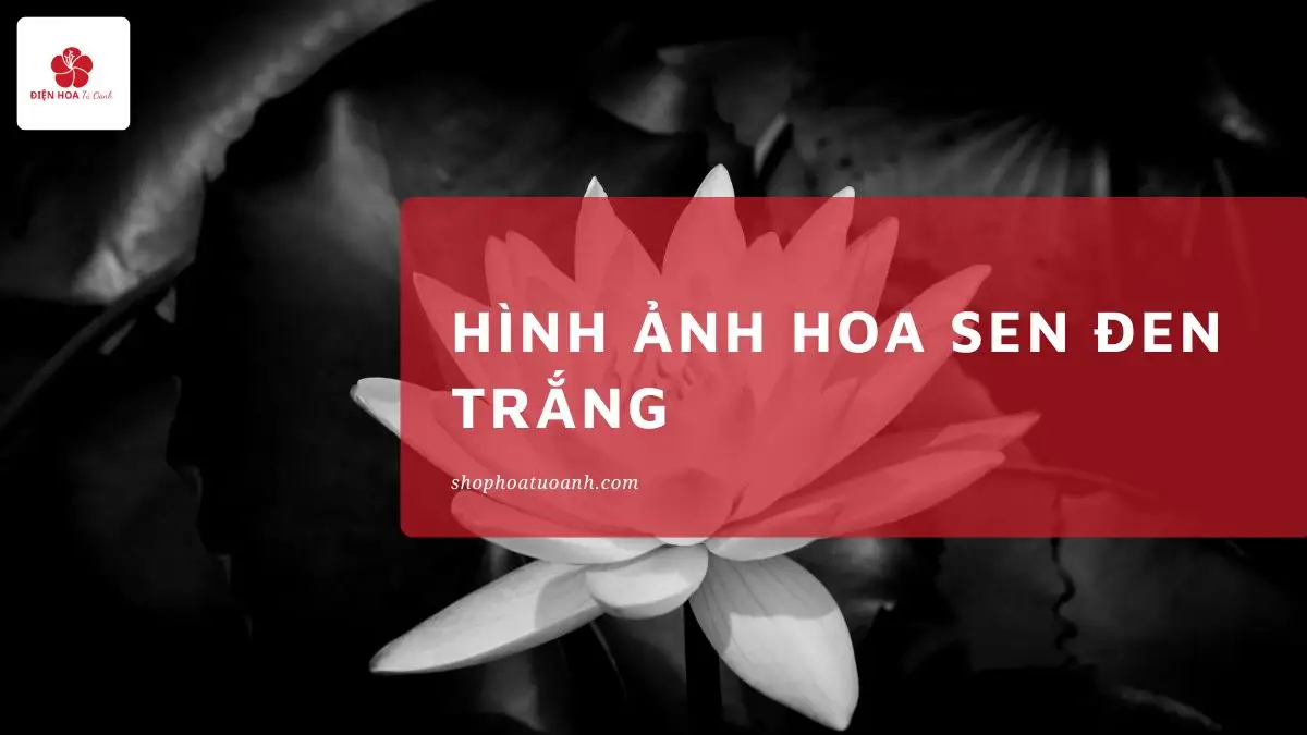 TOP 30+ Ảnh Hoa Sen Đen Trắng: Vẻ Đẹp Tinh Khôi & Bí Ẩn