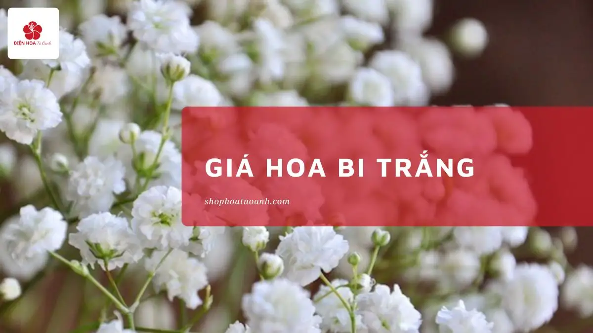 Giá Hoa Bi Trắng: Cập Nhật Mới Nhất & Mẹo Mua