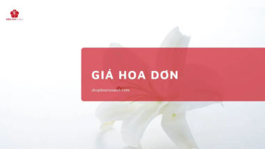 Giá Hoa Dơn Hôm Nay: Cập Nhật & Mẹo Chọn Mua