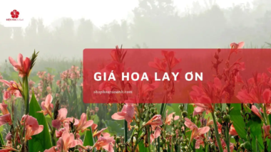 Giá Hoa Lay Ơn Mới Nhất: Từ A-Z Về Giá Cả