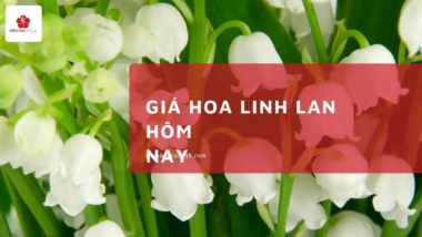 Hoa linh lan tươi giá bao nhiêu 2025? Bảng giá chi tiết