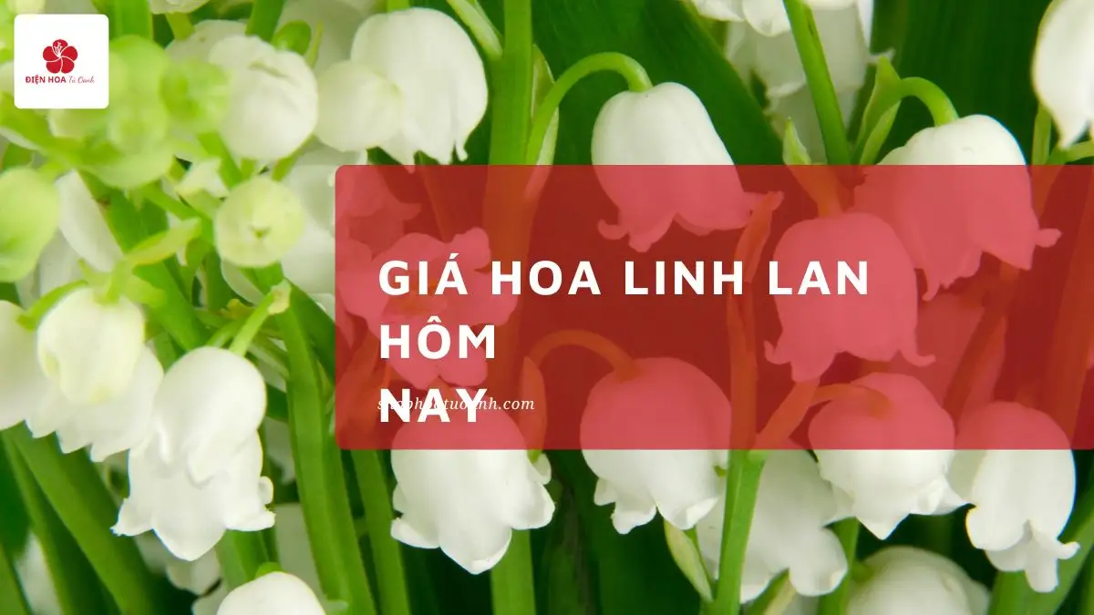 Giá Hoa Linh Lan Hôm Nay – Cập Nhật Mới Nhất 2024