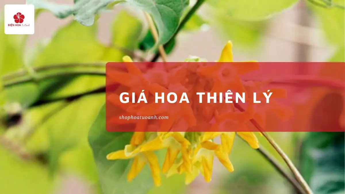 Giá Hoa Thiên Lý Mới Nhất & Mẹo Chọn Hoa Thơm Ngát