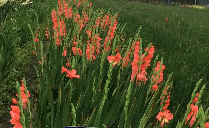 Lay ơn được dùng nhiều trong các dịp lễ Tết.