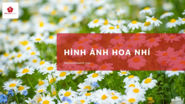 30 Hình Ảnh Hoa Nhí Đẹp Ngất Ngây, Đầy Cảm Hứng