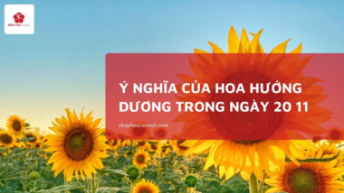 Hoa Hướng Dương 20/11: Ý Nghĩa & Biểu Tượng Tri Ân