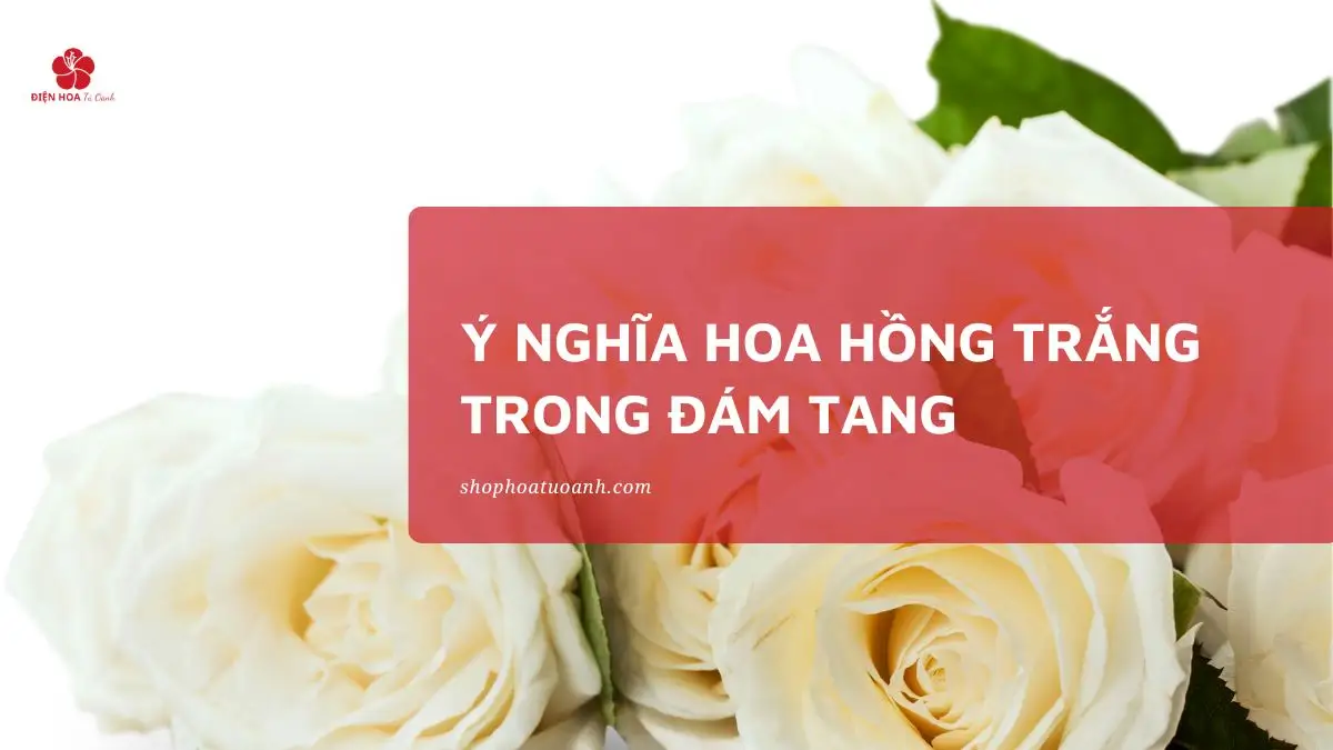 Ý nghĩa Hoa Hồng Trắng trong Đám Tang