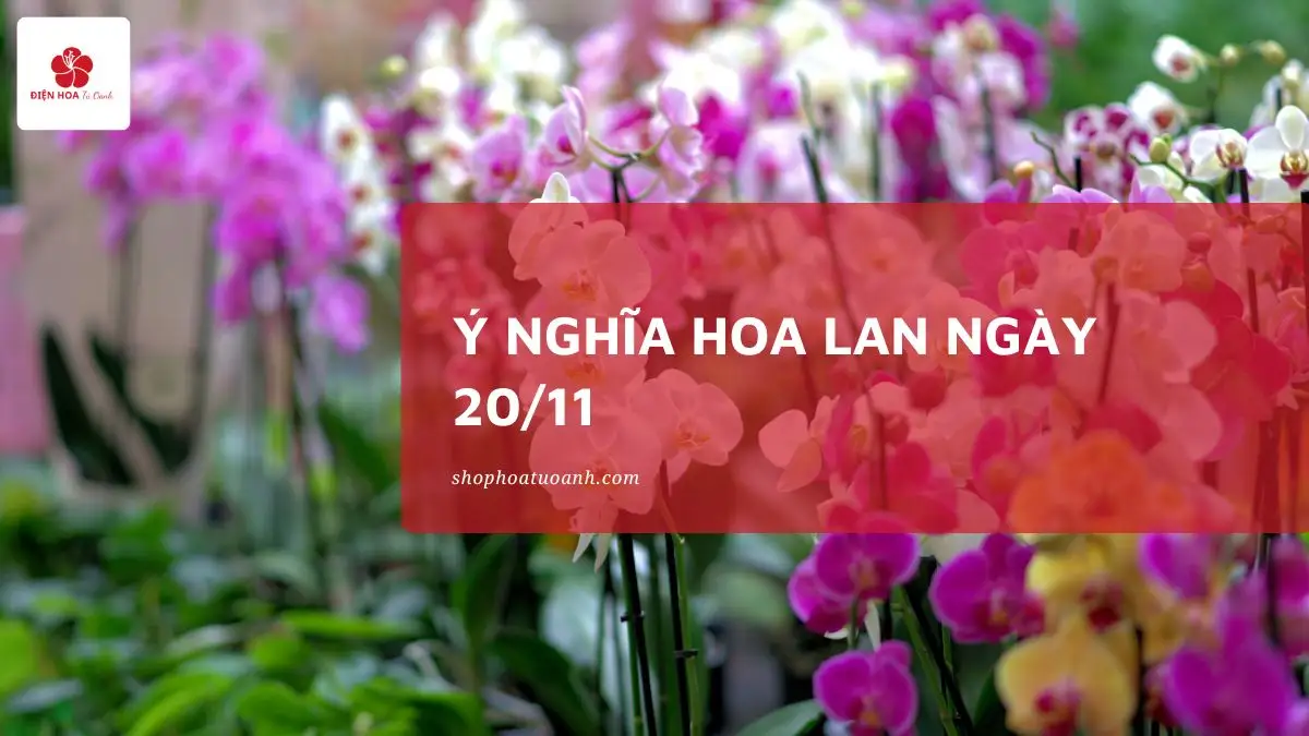 Ý Nghĩa Hoa Lan 20/11 & Cách Chọn Hoa Phù Hợp