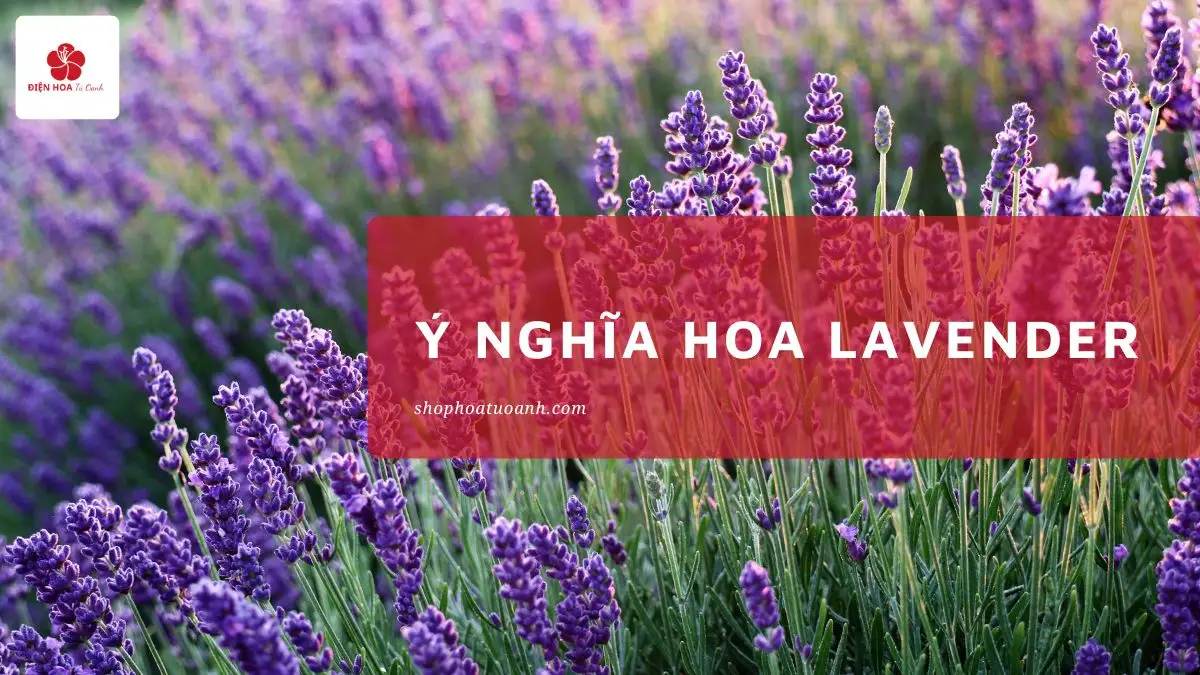 Ý nghĩa Hoa Lavender: Tình Yêu, An Lành & Thư Giãn