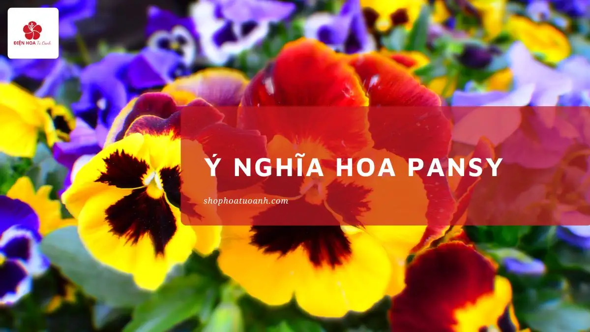 Ý nghĩa hoa Pansy: Biểu tượng tình yêu và sự nhớ nhung