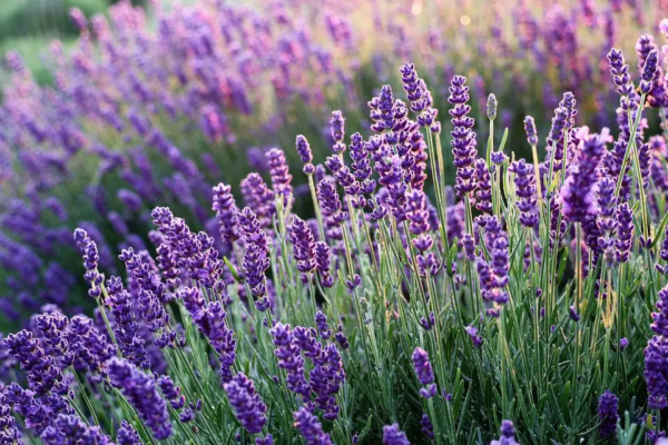 y nghia hoa lavender 1