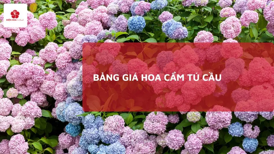 Bảng Giá Hoa Cẩm Tú Cầu Mới Nhất 2025 – Đa Dạng Loại, Giá Tốt