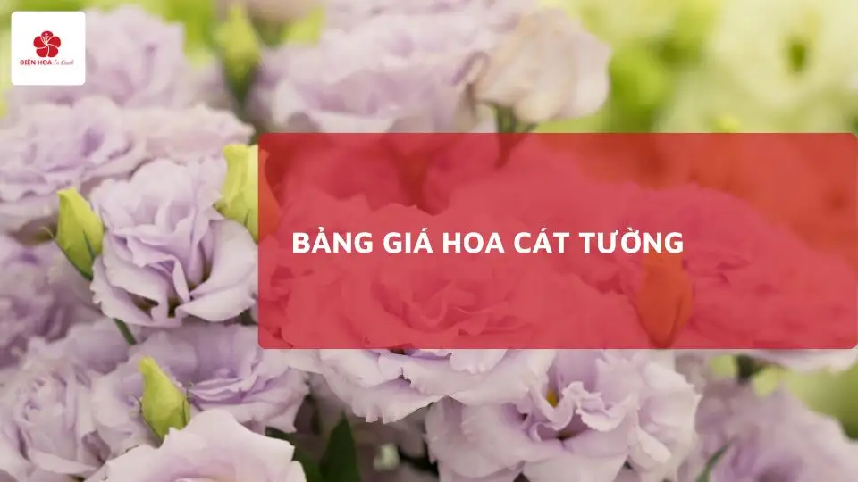 Giá Hoa Cát Tường Mới Nhất Hôm Nay – Bảng Giá Chi Tiết