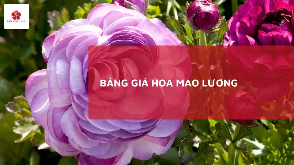 Giá Hoa Mao Lương Mới Nhất 2025 – Bảng Giá Theo Loại