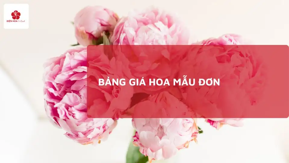 Giá Hoa Mẫu Đơn Mới Nhất 2025: Bảng Giá Theo Loại