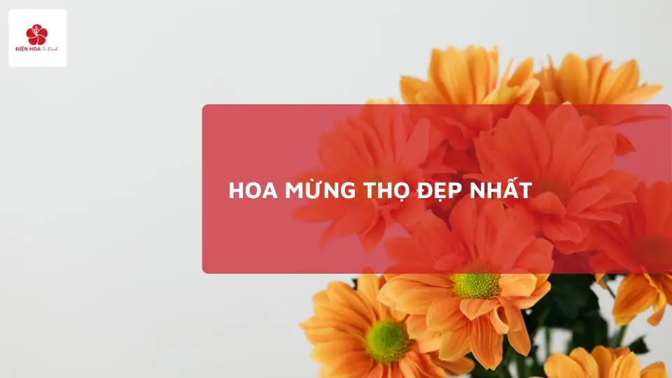 Hoa mừng thọ