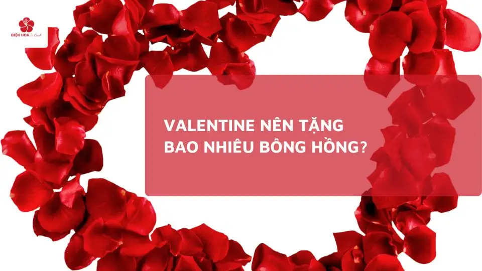 Valentine Nên Tặng Bao Nhiêu Bông Hồng? Ý Nghĩa Từng Con Số