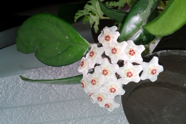 Dạy Cắm Hoa Sáp: Từ Cơ Bản Đến Chuyên Sâu Cùng Điện Hoa Tú Oanh