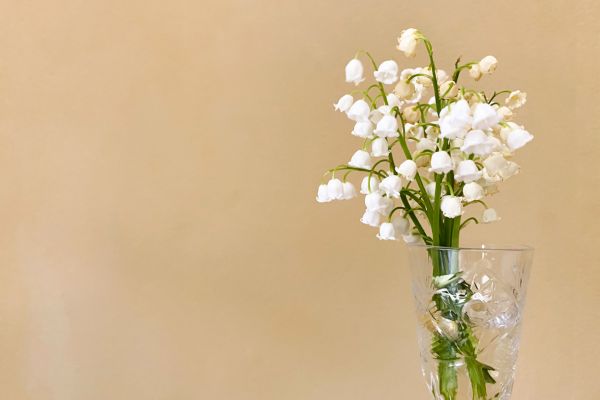 Hoa Linh Lan Hợp Mệnh Gì? Giải Mã Chi Tiết Từ Chuyên Gia Phong Thủy