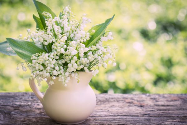 Hoa Linh Lan Hợp Mệnh Gì? Giải Mã Chi Tiết Từ Chuyên Gia Phong Thủy