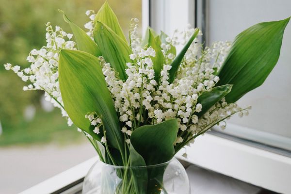 Hoa Linh Lan Hợp Mệnh Gì? Giải Mã Chi Tiết Từ Chuyên Gia Phong Thủy