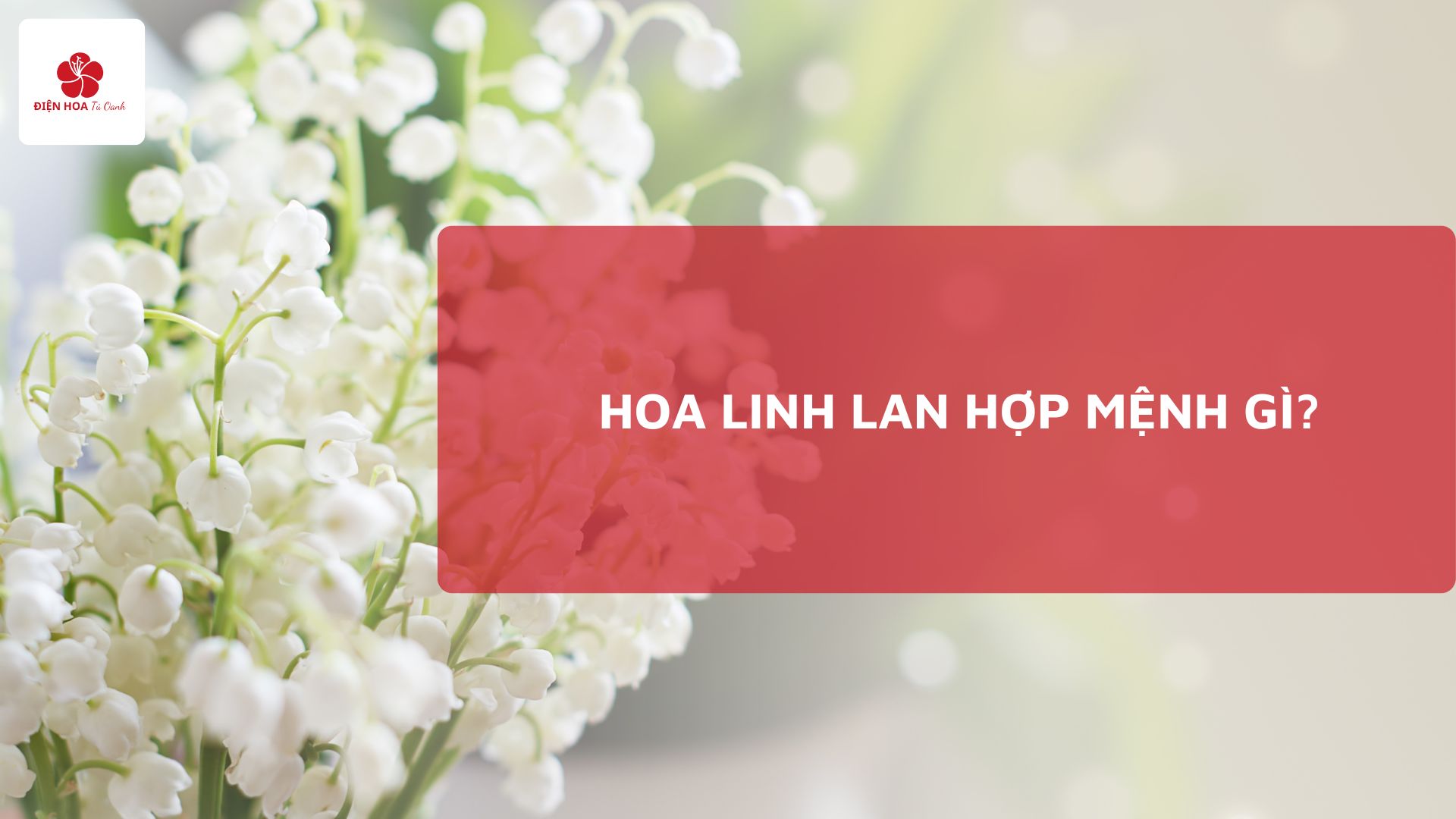 Hoa Linh Lan Hợp Mệnh Gì? Giải Mã Chi Tiết Từ Chuyên Gia Phong Thủy