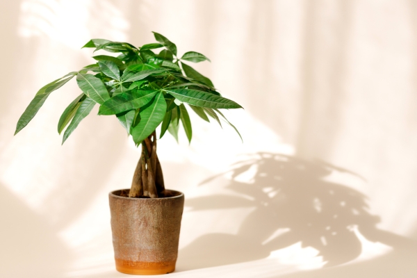 Mệnh Mộc Hợp Hoa Gì Thu Hút Tài Lộc và May Mắn Vượt Trội?