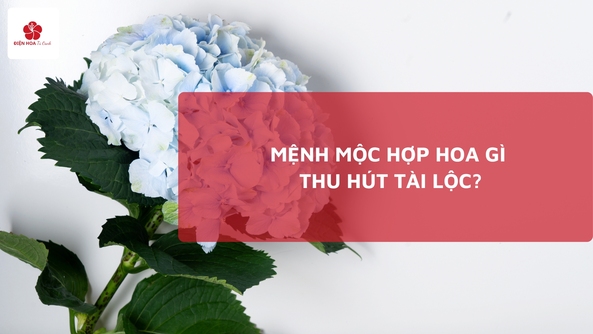 Mệnh Mộc Hợp Hoa Gì Thu Hút Tài Lộc và May Mắn Vượt Trội?