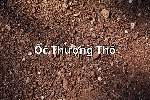 Mệnh Thổ Hợp Hoa Gì? Thu Hút Tài Lộc, May Mắn Với Lựa Chọn Chuẩn Phong Thủy
