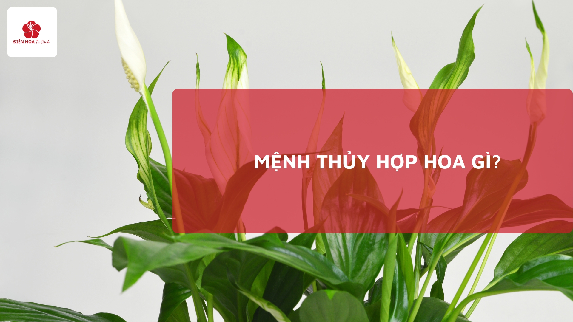 Mẹo Chọn Hoa Phong Thủy Kích Tài Lộc Cho Mệnh Thủy