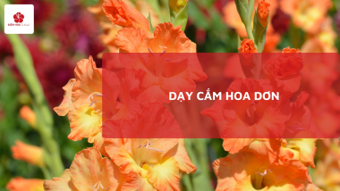 Dạy cắm hoa dơn: Nguyên tắc, Hướng dẫn, Ứng dụng thực tế