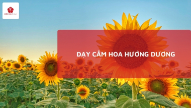 Dạy cắm hoa hướng dương: Cách chọn hoa, Kỹ thuật cắm