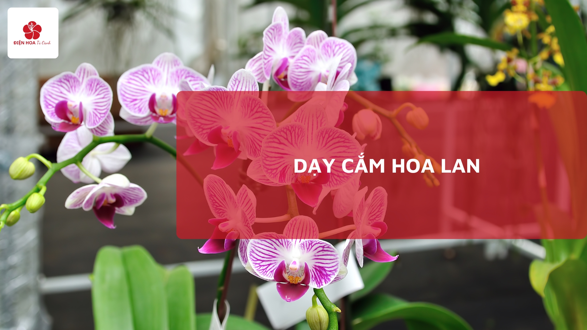 Dạy cắm hoa lan: Dụng cụ, Cách cắm từ cơ bản đến nâng cao
