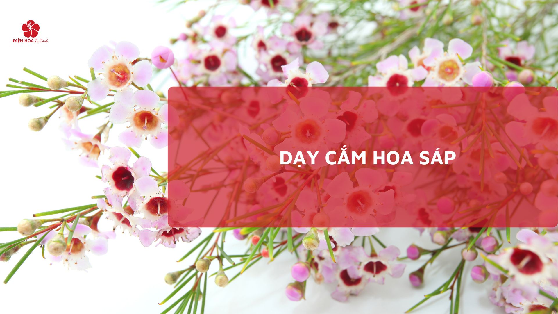 Dạy Cắm Hoa Sáp: Từ Cơ Bản Đến Chuyên Sâu Cùng Điện Hoa Tú Oanh