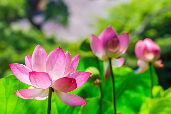 Dạy Cắm Hoa Sen: Bí Quyết Tạo Nên Tác Phẩm Thanh Tao Tại Điện Hoa Tú Oanh