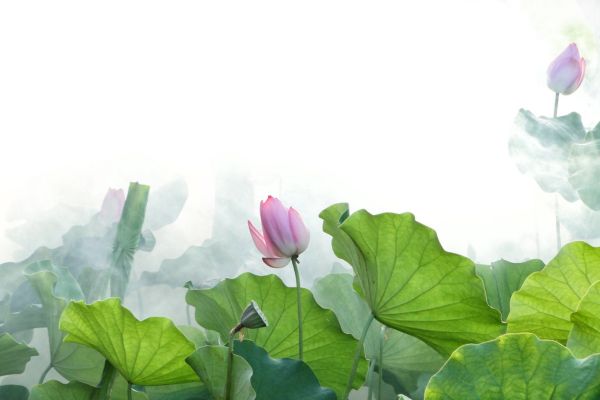 Dạy Cắm Hoa Sen: Bí Quyết Tạo Nên Tác Phẩm Thanh Tao Tại Điện Hoa Tú Oanh